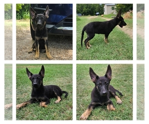 German Shepherd Dog Puppy for sale in FORT WORTH, TX, USA