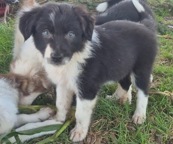Medium Photo #15 Border-Aussie Puppy For Sale in BLUE RIVER, WI, USA
