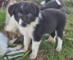 Small #2 Border-Aussie