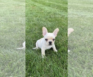 French Bulldog Puppy for sale in W CHESTER, PA, USA