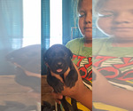 Small #6 Cane Corso