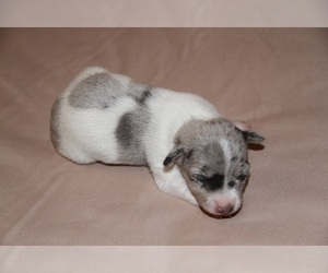 Teddy Roosevelt Terrier Puppy for sale in ANNA, IL, USA