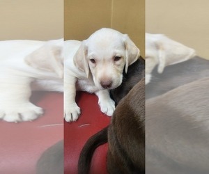 Labrador Retriever Puppy for sale in FLEMING ISLE, FL, USA