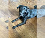 Small #2 Labrador Retriever Mix