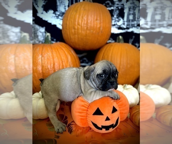 Medium Photo #4 French Bulldog Puppy For Sale in YUCCA VALLEY, CA, USA