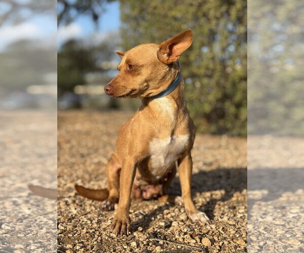 Medium Photo #4 Chihuahua-Unknown Mix Puppy For Sale in PIPE CREEK, TX, USA