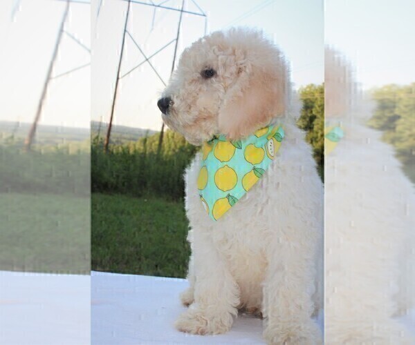 Medium Photo #11 Goldendoodle Puppy For Sale in TIMBERLAKE, NC, USA