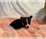 Small #7 American Corgi