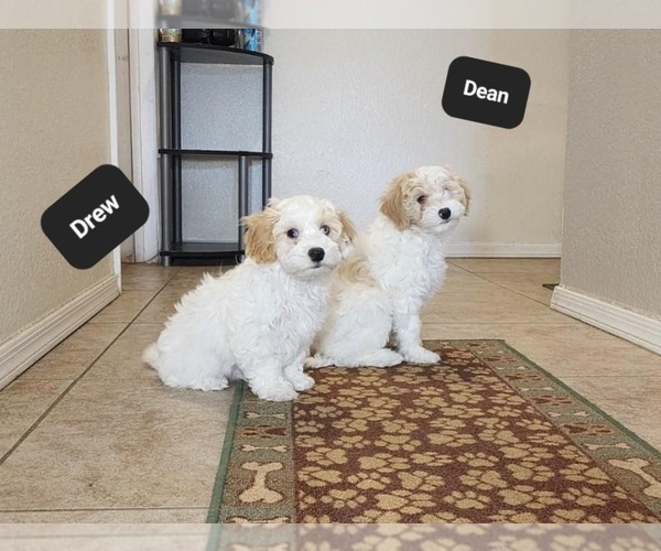 Medium Photo #10 Poovanese Puppy For Sale in TUCSON, AZ, USA