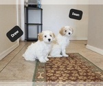 Small #9 Poovanese