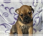 Small #3 English Bulldog-French Bulldog Mix