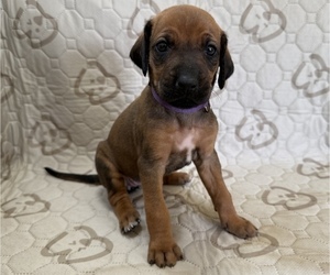 Labrador Retriever-Rhodesian Ridgeback Mix Puppy for sale in FRESNO, CA, USA