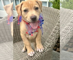 Mutt Dogs for adoption in Houston, TX, USA