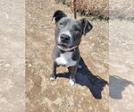 Small #5 American Staffordshire Terrier Mix