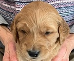 Puppy Brodie Golden Retriever