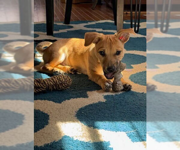 Medium Photo #9 Labrador Retriever-Unknown Mix Puppy For Sale in Lakewood, CO, USA