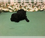 Small Photo #3 Poodle (Miniature) Puppy For Sale in AVA, MO, USA