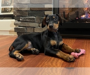 Doberman Pinscher Puppy for sale in NOBLESVILLE, IN, USA