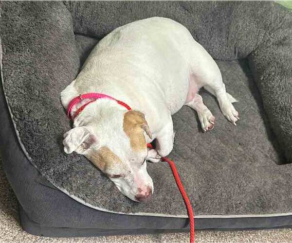 Medium Photo #2 Mutt Puppy For Sale in Kennesaw, GA, USA