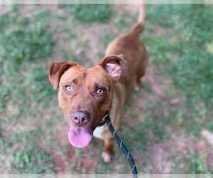 American Pit Bull Terrier Dogs for adoption in Charlotte, NC, USA