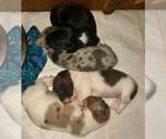 Small Photo #19 Dachshund Puppy For Sale in LAKEBAY, WA, USA
