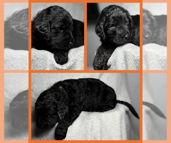 Medium Photo #25 Goldendoodle Puppy For Sale in HOWARD CITY, MI, USA