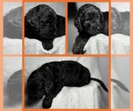 Small Photo #25 Goldendoodle Puppy For Sale in HOWARD CITY, MI, USA