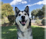 Small #2 Siberian Husky