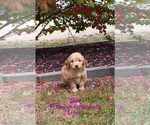 Puppy 15 Goldendoodle