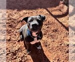 Small Photo #23 American Staffordshire Terrier Puppy For Sale in Kanab, UT, USA