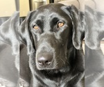 Litter of 7 - Male(s) and Female(s) Labrador RetrieverLitter of Puppies for Sale - Photo #11