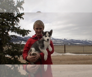 Siberian Husky Puppy for Sale in WESTCLIFFE, Colorado USA