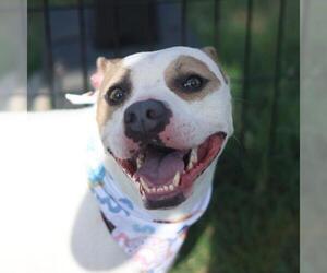 Mastiff Dogs for adoption in San Antonio, TX, USA