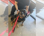 Small #3 Rottweiler