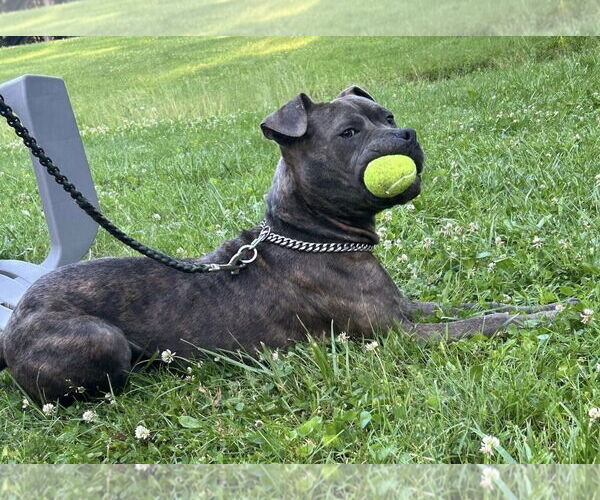 Medium Photo #15 American Pit Bull Terrier-Unknown Mix Puppy For Sale in Germantown, OH, USA