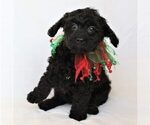 Small Photo #2 Goldendoodle (Miniature) Puppy For Sale in HOLDEN, MO, USA