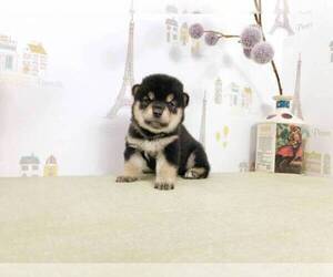 Shiba Inu Puppy for sale in ATLANTA, GA, USA