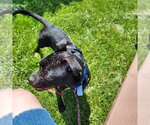 Small #2 Boxer Mix