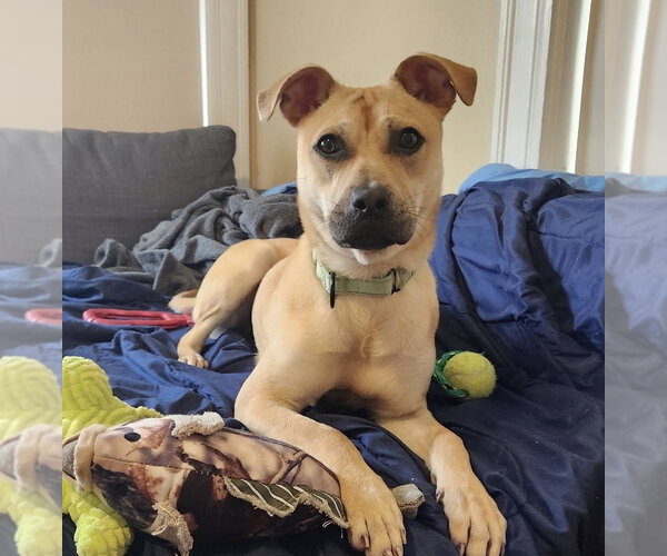 Medium Photo #5 Black Mouth Cur-Unknown Mix Puppy For Sale in Boston, MA, USA