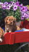 Small Photo #1 Cavalier King Charles Spaniel Puppy For Sale in KAYSVILLE, UT, USA