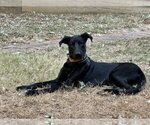 Small Photo #1 Labrador Retriever-Unknown Mix Puppy For Sale in Munford, TN, USA