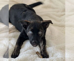 Bella - Female Mutt Dog for Adoption - Photo #4