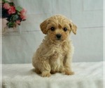Puppy 8 Poodle (Miniature)