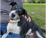 Small #1 Labrador Retriever Mix