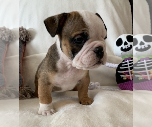 Medium Photo #2 English Bulldog Puppy For Sale in JOHNS ISLAND, SC, USA