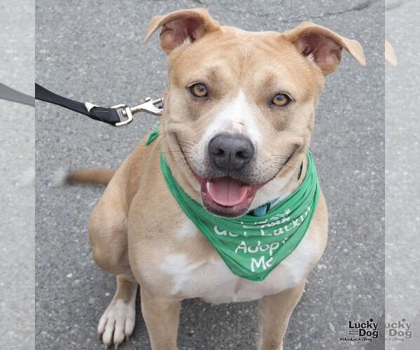 Medium Photo #5 Mutt Puppy For Sale in Washington, DC, USA