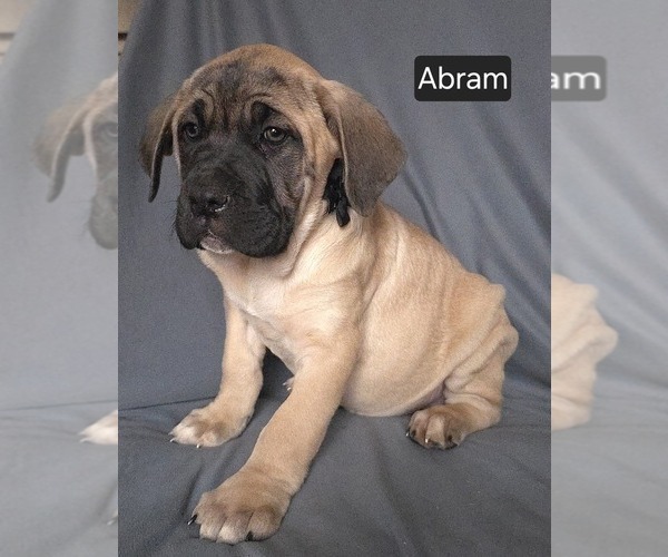 Medium Photo #7 Cane Corso Puppy For Sale in MINERAL WELLS, WV, USA