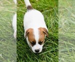 Puppy 3 Russell Terrier