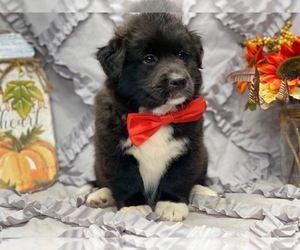 American Eskimo Dog-German Shepherd Dog Mix Puppy for sale in LANCASTER, PA, USA