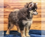 Small #3 Pomsky
